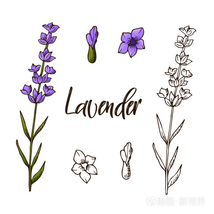 手绘罗勒草本植物素描风格的装饰元素向量例证