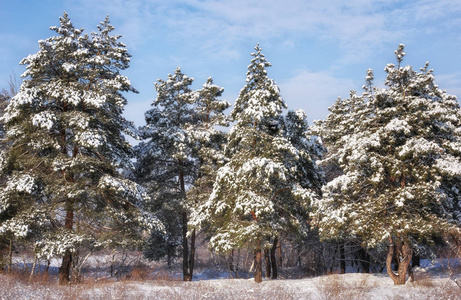 雄伟的白色南瓜，覆盖着海霜和雪，阳光照耀着。 风景如画，华丽的冬天。 蓝色色调。 新年快乐 美丽的世界。