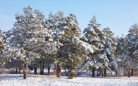 雄伟的白色南瓜，覆盖着海霜和雪，阳光照耀着。 风景如画，华丽的冬天。 蓝色色调。 新年快乐 美丽的世界。