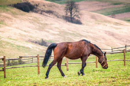 乡村景观与马匹放牧绿色草地。