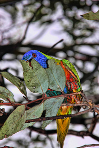 彩虹龙舌兰是一种五颜六色的鹦鹉，澳大利亚