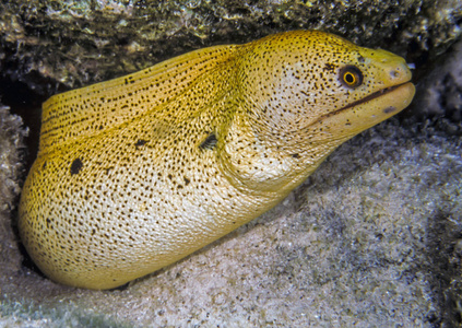 海洋鳗鱼的种类及图片图片