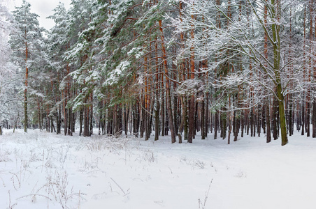 在阴天下雪后被覆盖的松林边缘