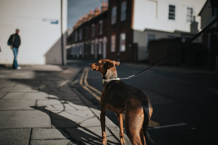 可爱的猎犬在阳光下走在人行道上。