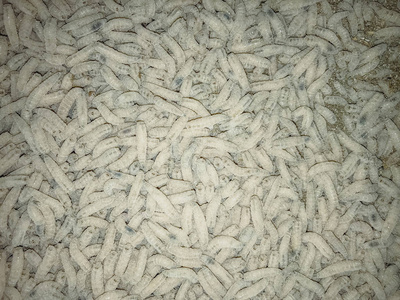一大堆吃白色蛆. 一大堆虫子. 钓鱼照片
