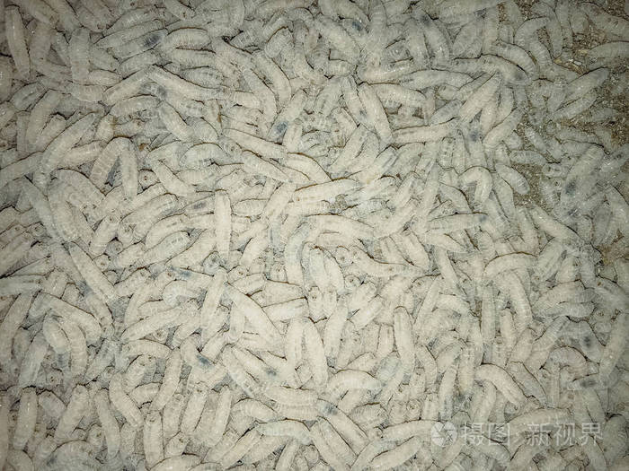 白色蛆一大堆虫子钓鱼