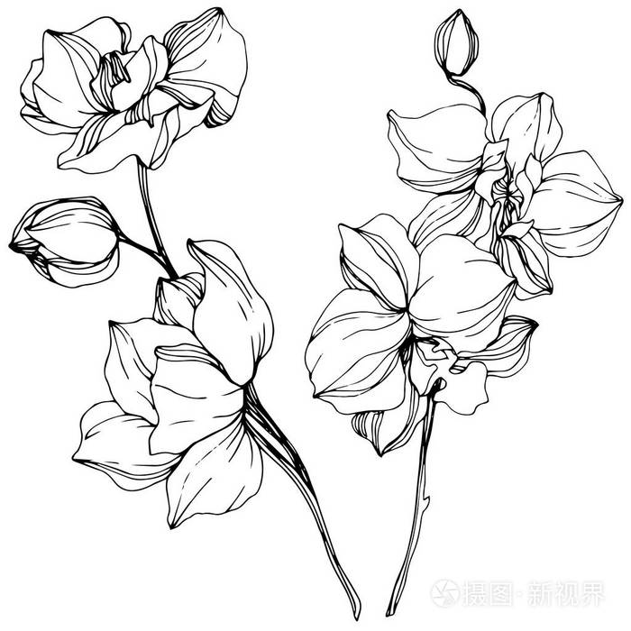 美丽的黑白兰花雕刻水墨艺术白色背景上孤立的兰花插图元素
