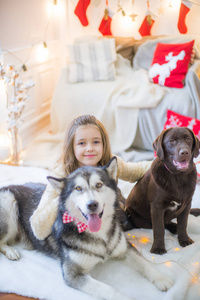 可爱的女孩在家里玩，在家里装饰的房间里和一只狗马拉穆特和拉布拉多狗一起过圣诞节
