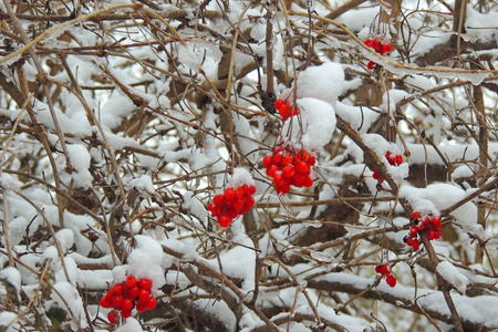 红浆果的振动与海霜。充满活力的浆果覆盖着雪