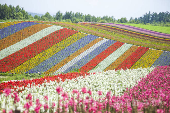 亚洲北海道花田石井无美丽的花朵照片 正版商用图片15k2c9 摄图新视界
