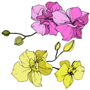 美丽的粉红色和黄色的兰花花。刻的水墨艺术..白色背景上的兰花插图元素。