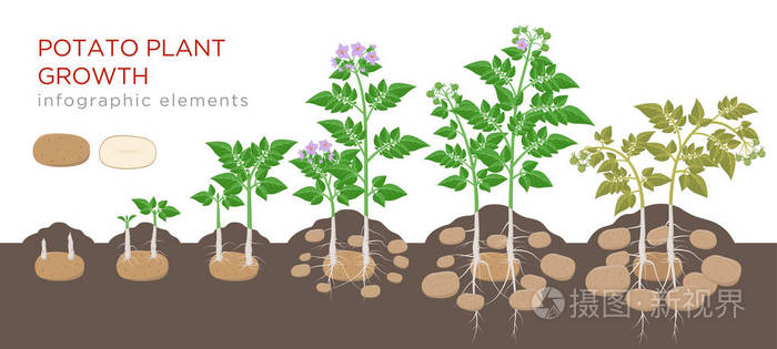 马铃薯在白色背景上分离的植物上从种子到成熟蔬菜的生长过程.
