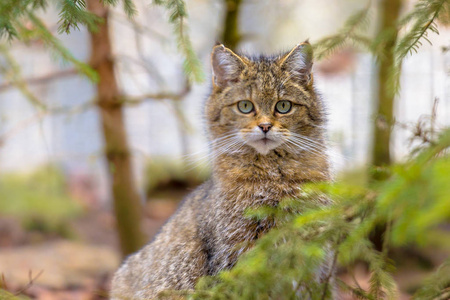 欧洲野猫可爱的肖像费利斯西维斯特里斯观赏自然山林环境