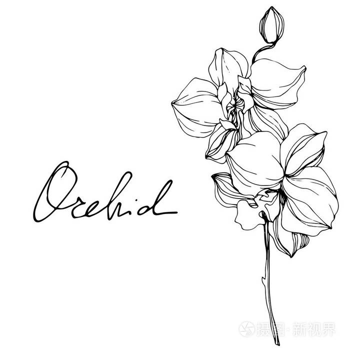 美丽的黑白兰花刻墨艺白色背景上孤立的兰花插图元素