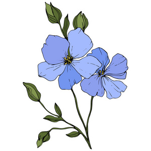 美丽的蓝色亚麻花,绿叶隔离在白色上.刻的水墨艺术.照片