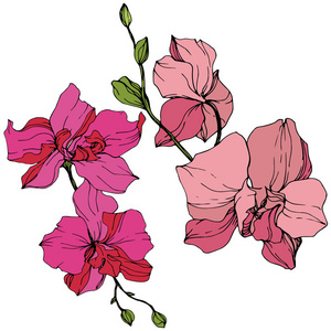 美丽的粉红色兰花花。刻的水墨艺术..白色背景上的兰花插图元素。