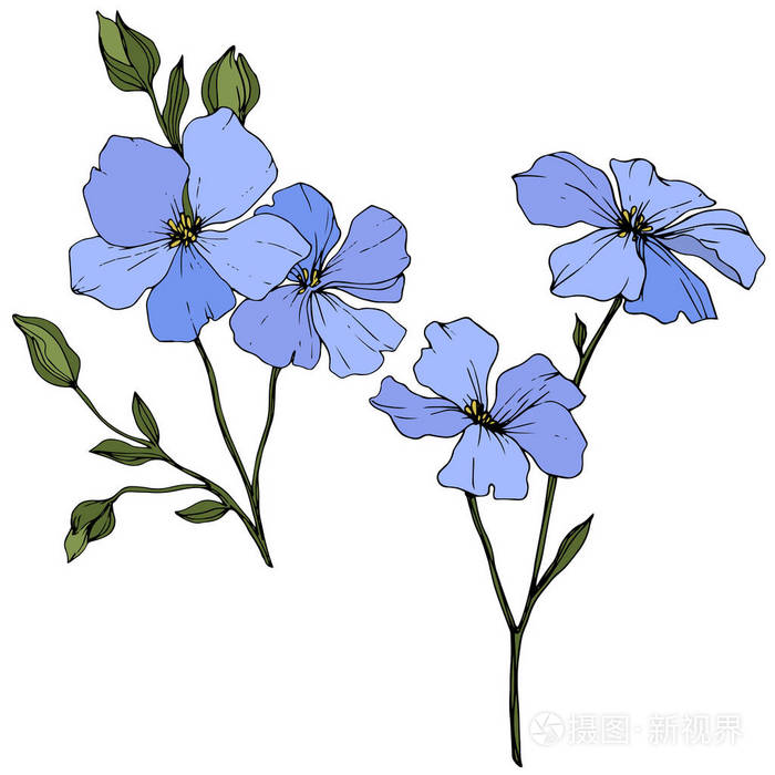 美丽的蓝色亚麻花,绿叶隔离在白色上.刻的水墨艺术.