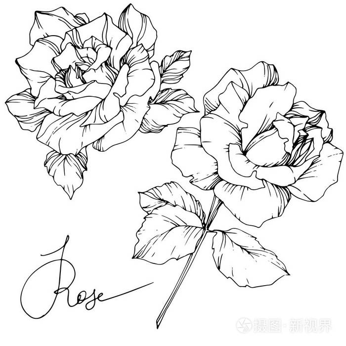 白色背景上分离的美丽的矢量玫瑰花. 黑白雕刻水墨艺术.
