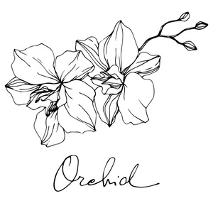 美丽的兰花. 黑白雕刻水墨艺术. 白色背景上孤立的兰花插图元素.照片