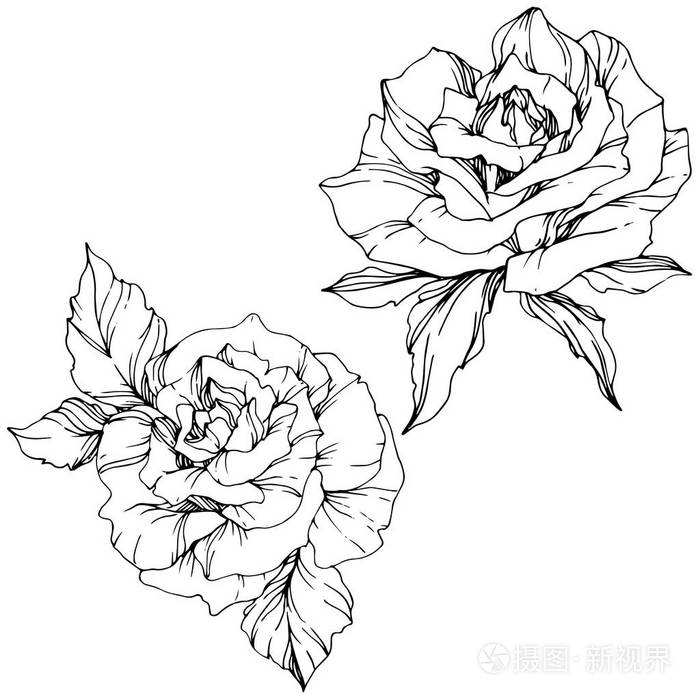 白色背景上分离的美丽的矢量玫瑰花. 黑白雕刻水墨艺术.