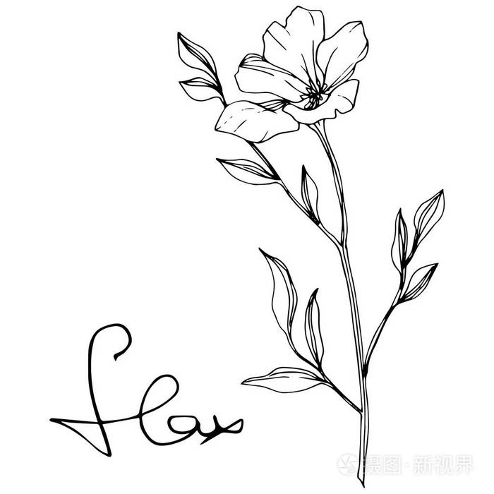 矢量白色背景上分离的亚麻花插图元素黑白雕刻水墨艺术