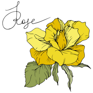 美丽的黄色玫瑰花，绿叶。 孤立的玫瑰插图元素。 雕刻的水墨艺术。