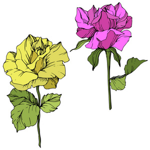 美丽的黄色和紫色玫瑰花隔在白色上。 玫瑰插图元素。 雕刻的水墨艺术。