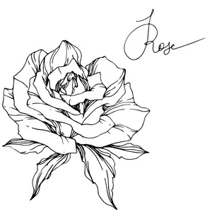 白色背景上分离的美丽的矢量玫瑰花。 黑白雕刻水墨艺术。