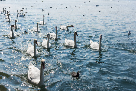 湖中巨大的天鹅群