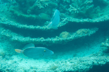 蓝色的鱼在珊瑚礁周围的海里游泳