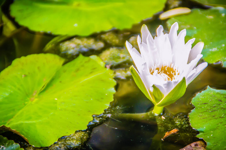 白色莲花，黄色花粉，绿叶背景。 在池塘里开白色的睡莲花，花粉黄色。