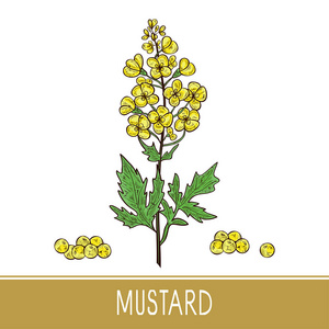 芥末植物图片-芥末植物素材-芥末植物插画-摄图新视界