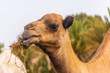 在撒哈拉沙漠的脚步声骆驼在撒哈拉沙漠营地吃干草照片
