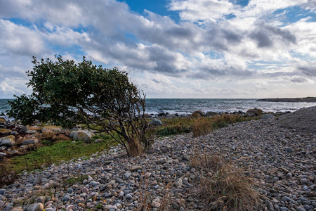在海边的岩石海滩上的灌木丛，背景是蓝天和白云