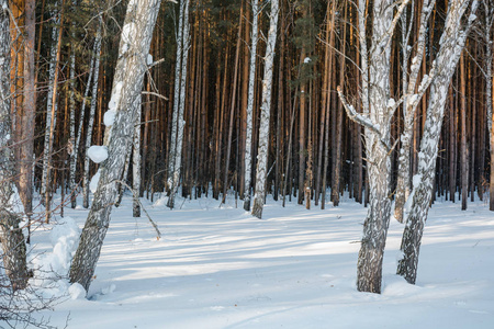 雪地上的冬天森林。 俄罗斯西伯利亚冬季的木材。 针叶林桦木。 雪堆里有很多雪。