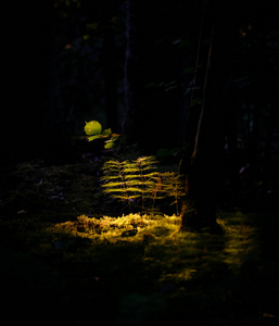 光条击中森林中的一株绿色植物