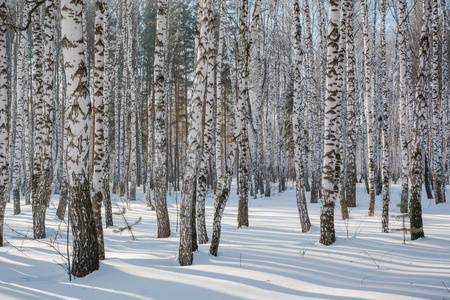 雪地上的冬天森林。 俄罗斯西伯利亚冬季的木材。 针叶林桦木。 雪堆里有很多雪。