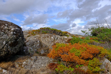 背景中白色和灰色的岩石上的绿色和橙色灌木丛