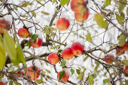 第一场雪覆盖的果树的枝叶. 第一场雪覆盖在苹果树上的苹果照片