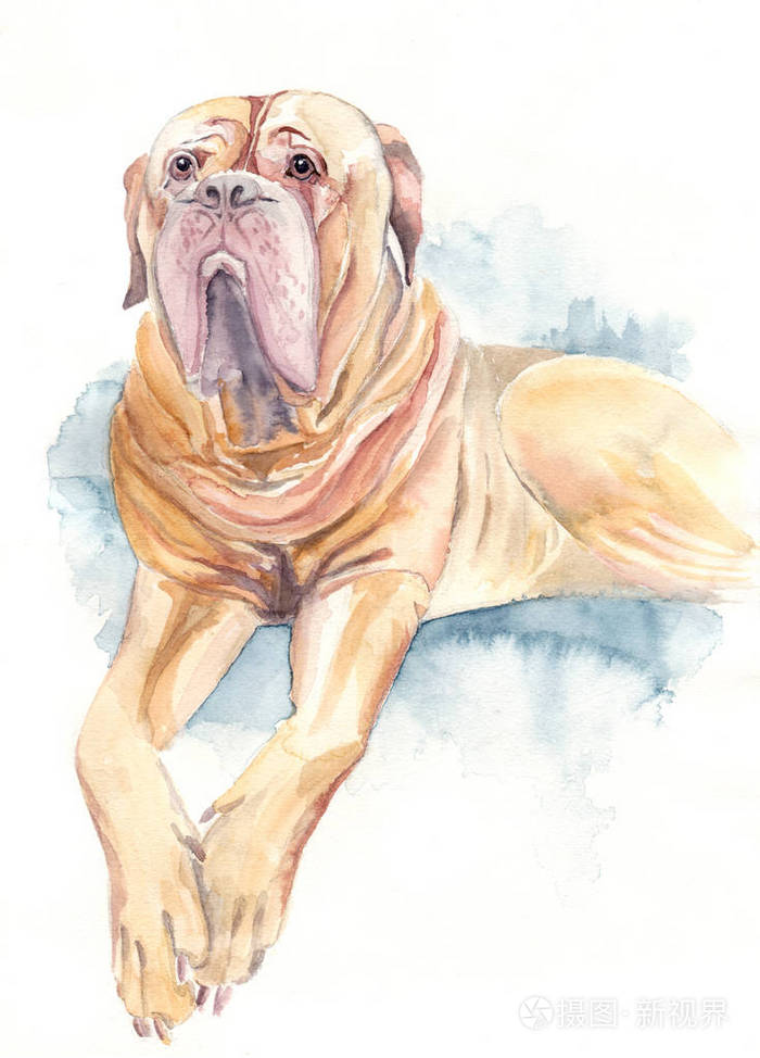 波尔多狗水彩画照片 正版商用图片15keco 摄图新视界
