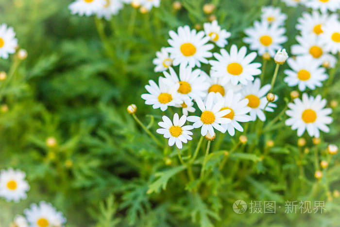 像小菊花的白色野花图片