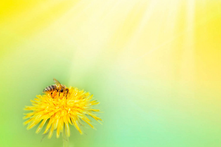 春天或夏天的背景。 蜜蜂在黄色蒲公英花上收集花粉。 用于文本。