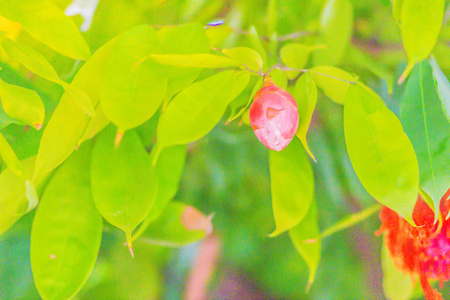 美丽的红色萌芽的缅甸花AmherstiaNobilis在森林中的树上。 珠穆朗玛峰也被称为缅甸的骄傲，兰花树。 这是一种原产