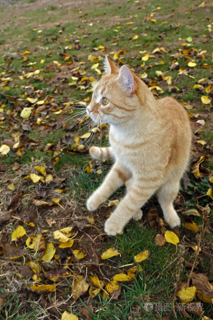 顽皮的黄猫在黄叶间的草地上玩耍