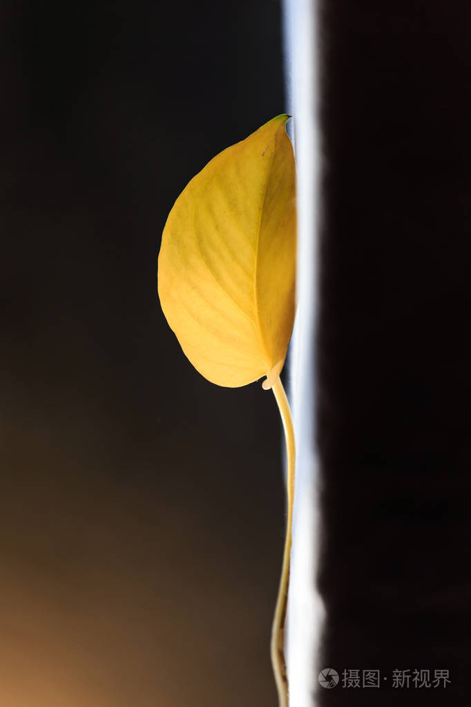 秋天树叶变黄了