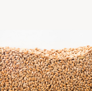 层小麦籽粒在白色背景上分离。 农业海报概念