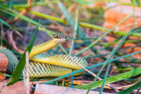可爱的金树蛇蛹正在杂乱的草地上滑行。 蛹也被称为金树蛇，华丽的飞蛇，金飞蛇，在东南亚发现。