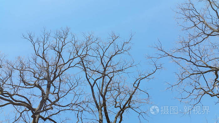没有树叶的树对天空
