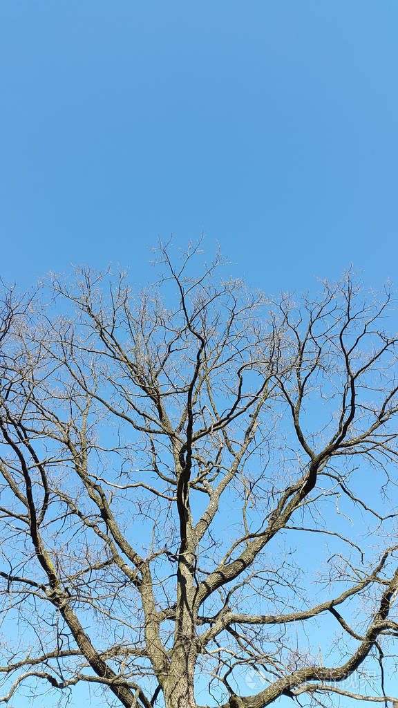 没有树叶的树对天空