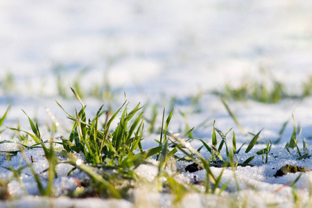 绿草在雪地上发芽。 阳光明媚的冬日。 春天开始的晴天